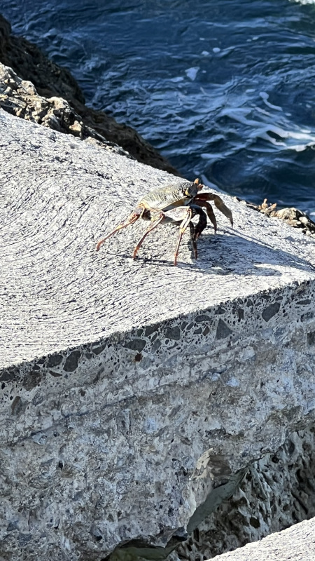 Crabe au Gosier