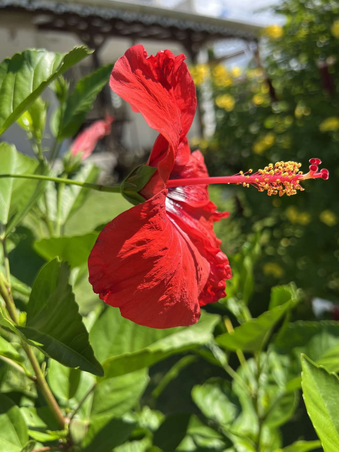studio Hibiscus P7