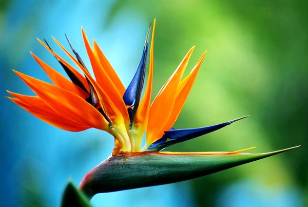 Location Meublée De Tourisme Oiseau De Paradis Pour De